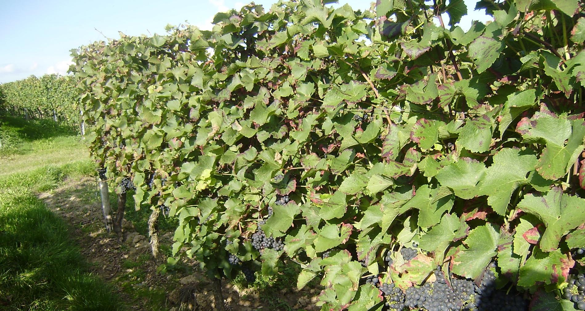 Sulzheimer Schildberg